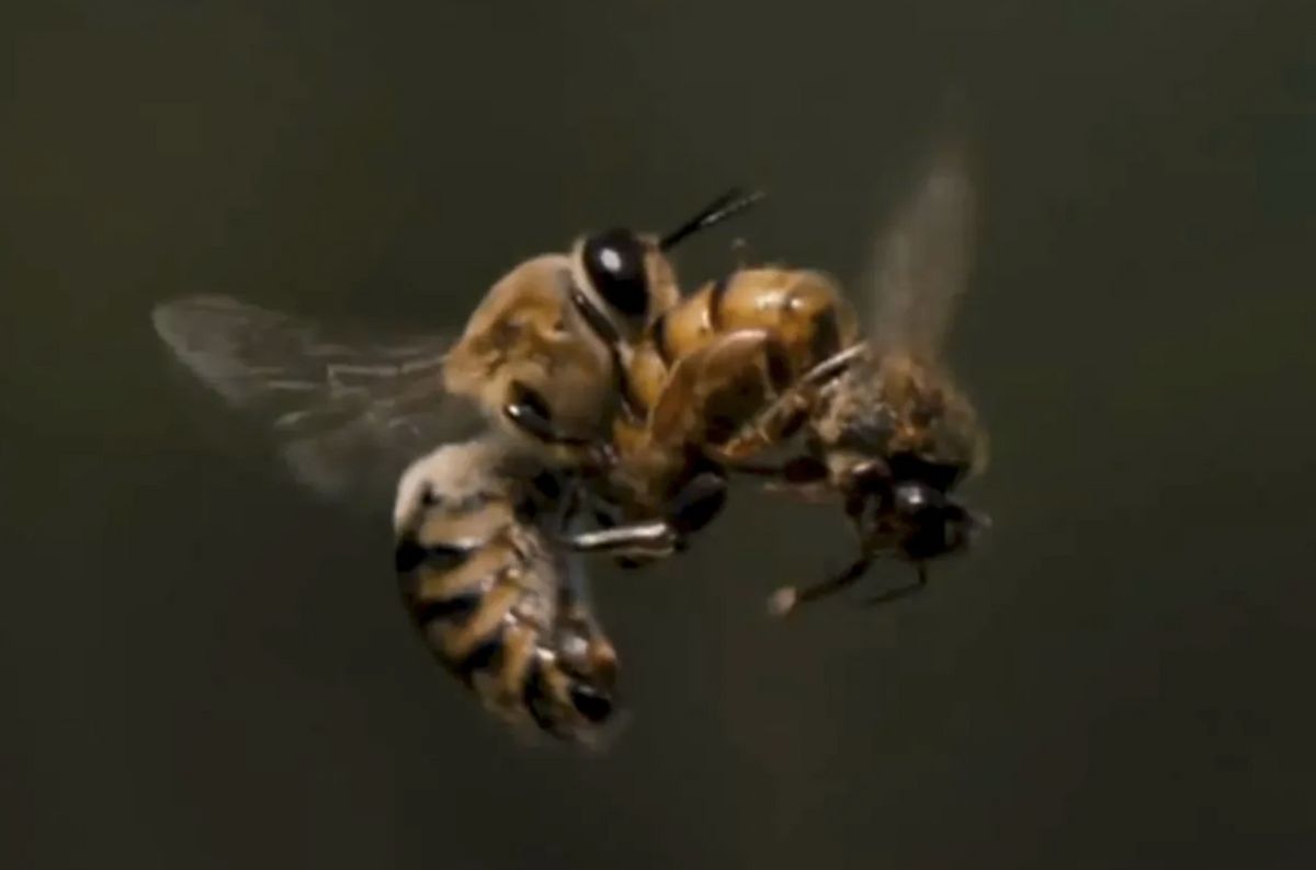 Video Shows Male Drone Bee Dying After Ejaculation? | Snopes.com