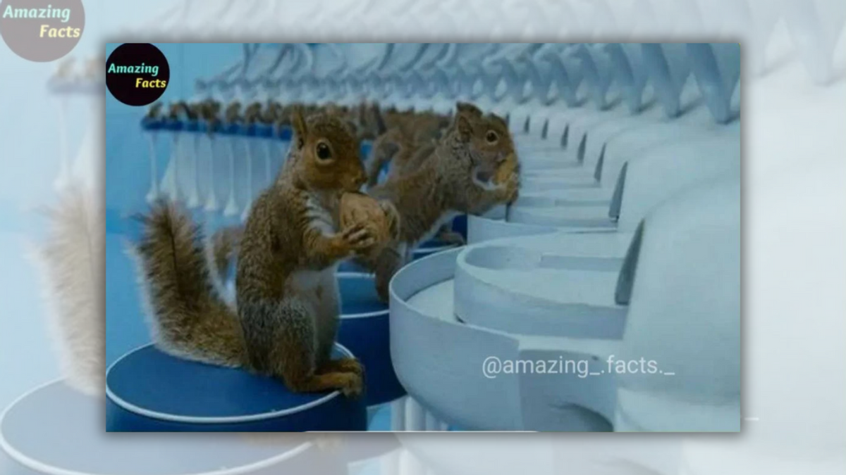 Real Squirrels Were Trained to Crack Nuts in 'Charlie and the Chocolate ...