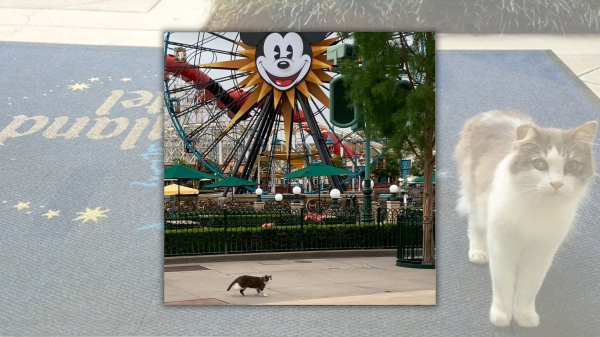 Does Disneyland use feral cats to control the rodent population?