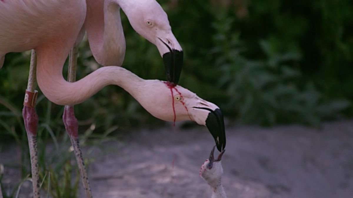 Real video of flamingos feeding chicks with blood red liquid?