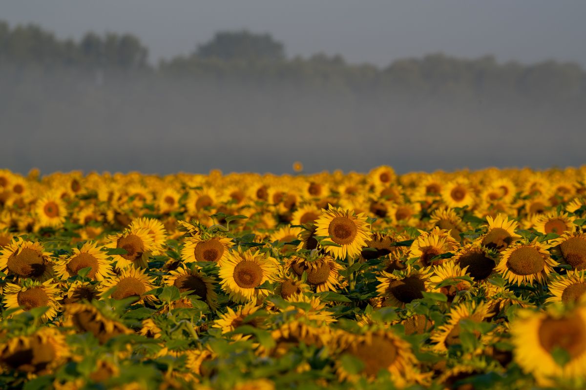 ¿Por qué los girasoles de estos videos no miran hacia el sol?