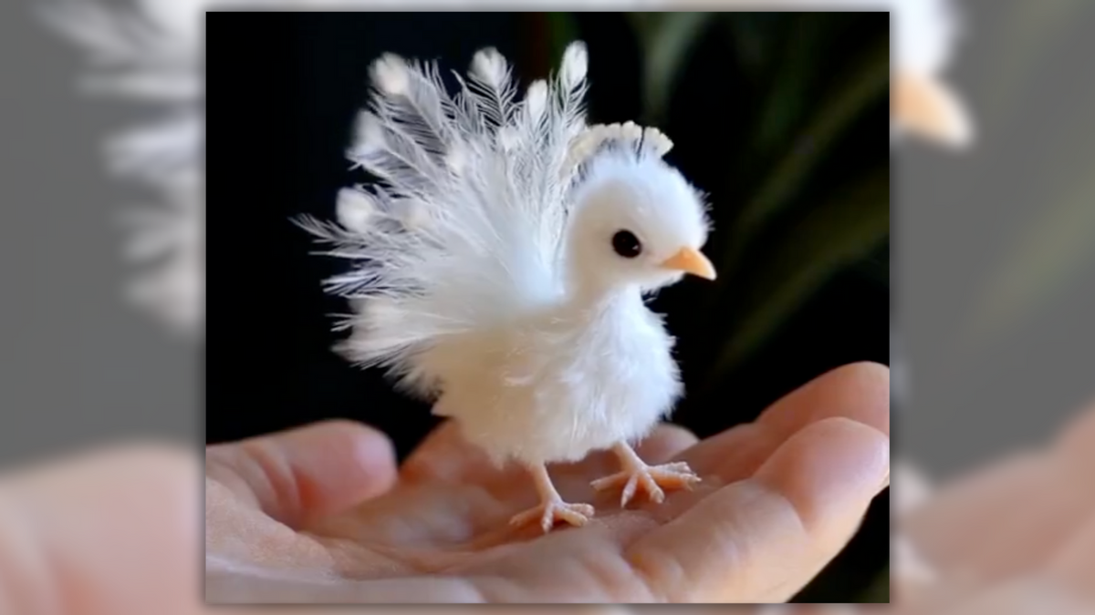 Video actually shows white “baby peacock”?