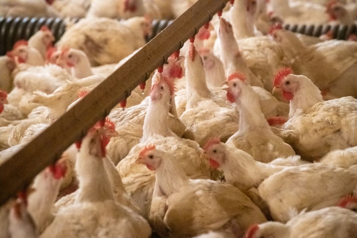 Claims of Mass Poultry Extermination by Fong Proven False