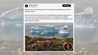 Flowers blooming in Antarctica?