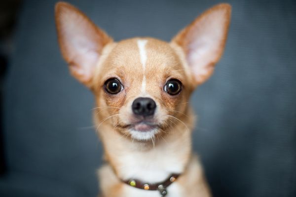 Are Chihuahuas Actually A Type Of Rodent? 