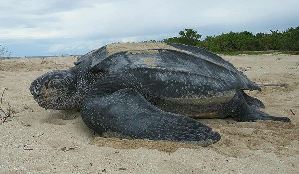 Is This a Picture of a Leatherback Turtle's Mouth? | Snopes.com