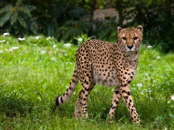 Is This a Cheetah at a Dog Race? | Snopes.com