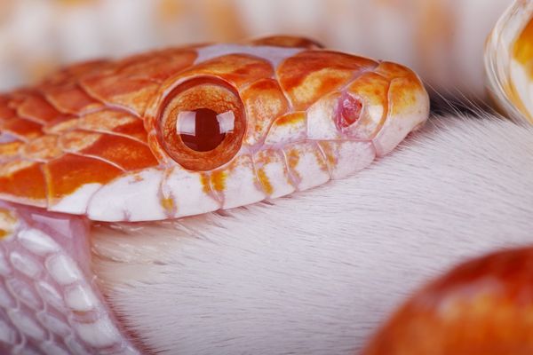 Will Your Pet Snake 'Measure' You Before Eating You? | Snopes.com