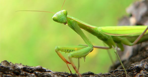 Is Killing A Praying Mantis Illegal? 