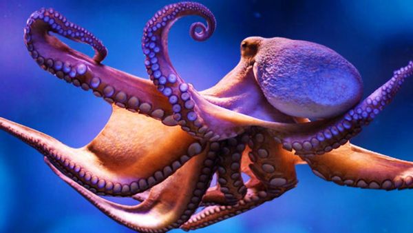 Is the Pacific Northwest Tree Octopus Endangered? | Snopes.com