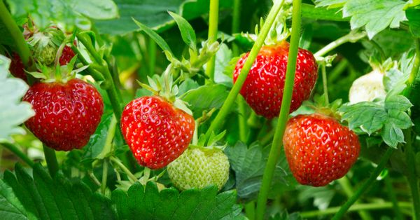 Etymology of Strawberry | Snopes.com