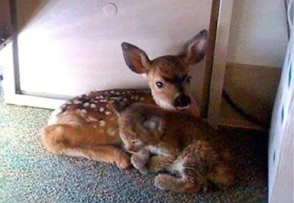 Were This Fawn and Bobcat Found Huddled Together After a California ...