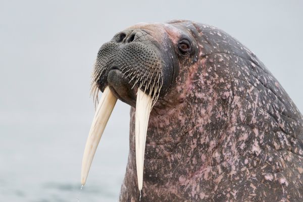 Walrus surface at Sarstangen on Prince Carls Forland, on the west coast of Svalbard. (Getty Images)