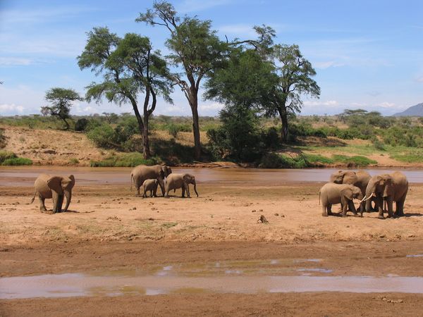 Elephants Get Drunk Because They Can't Metabolize Alcohol Like Us ...