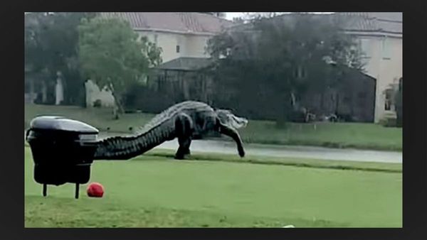 Was A Giant Alligator Spotted On A Florida Golf Course 8529