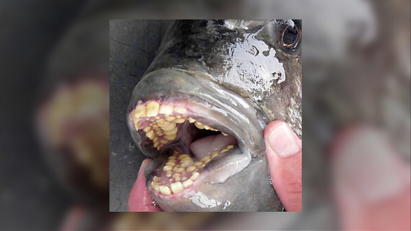 Can Sheepshead Fish Bite People with Their 'Human' Teeth?