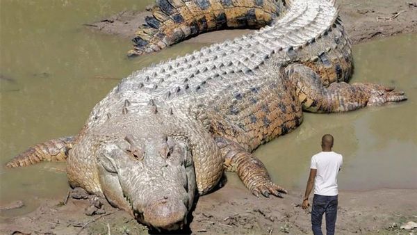 Human remains found inside crocodile