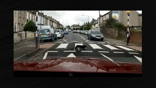 cat in crosswalk video