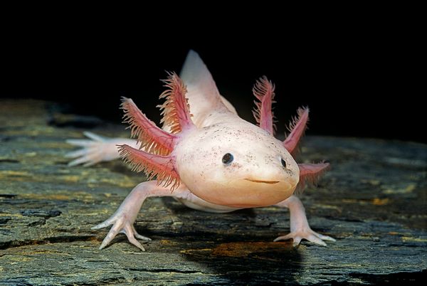 Axolotls Can Regenerate Their Brains, Helping to Unlock the Mysteries ...