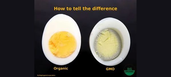 Is This Really How to Tell the Difference Between Organic and GMO Eggs ...