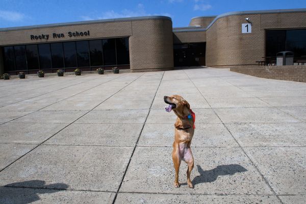 two legged dog faith