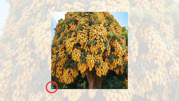An image shows a tree with many yellow fruits on it. In the left corner of the image, a red circle is around a lowercase b.