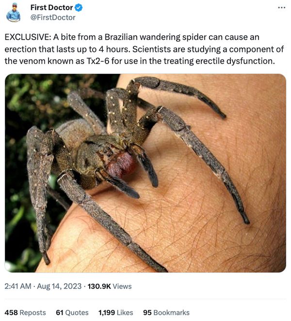 what does a wandering spider bite do