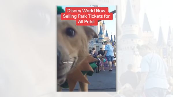 Text says "Disney World Now Selling Park Tickets for All Pets" over a close-up picture of a dog. Cinderella's castle is in the background.