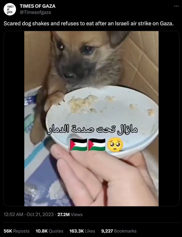 A video purportedly showed a puppy shaking and refusing to eat after hearing an Israeli airstrike hit Gaza.