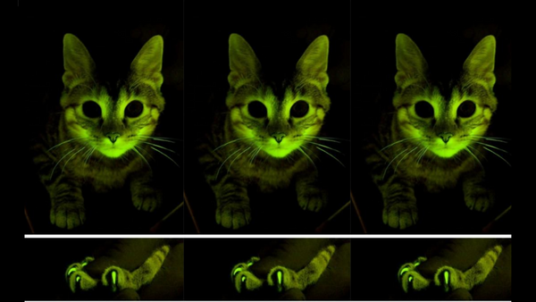 glow in the dark cat experiment