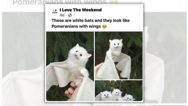 An image alleges to show white bats. The caption says, &quot;These are white bats and they look like Pomeranians with wings.&quot;