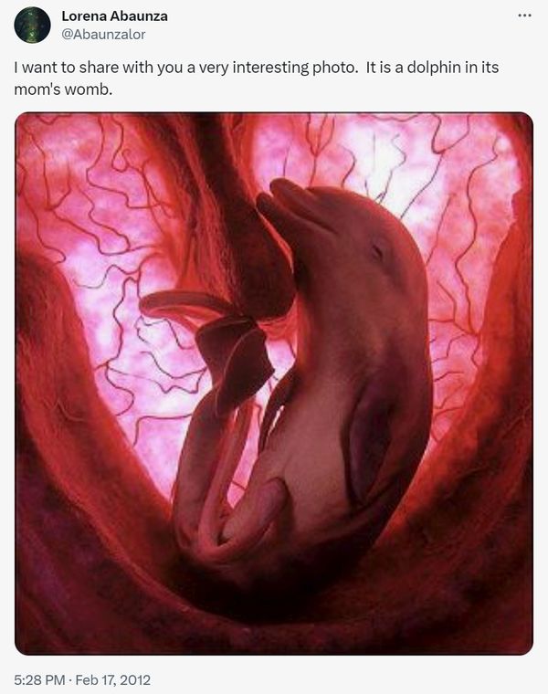 Is this a real photo of a dolphin fetus?