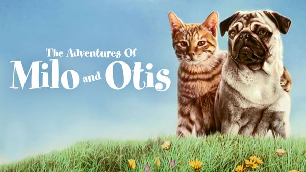 Were Animals Abused in Filming of 1986 Classic 'The Adventures of Milo ...