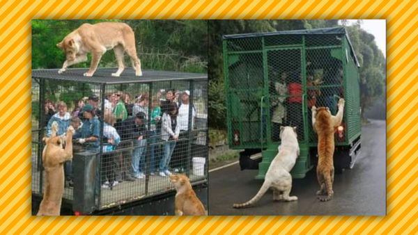 'Reverse Zoo' in China Cages Visitors and Lets Animals Roam Free ...