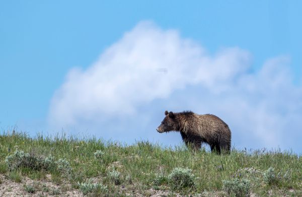 'Albino Grizzly' Mistakenly Identified as Polar Bear Was Repeatedly ...