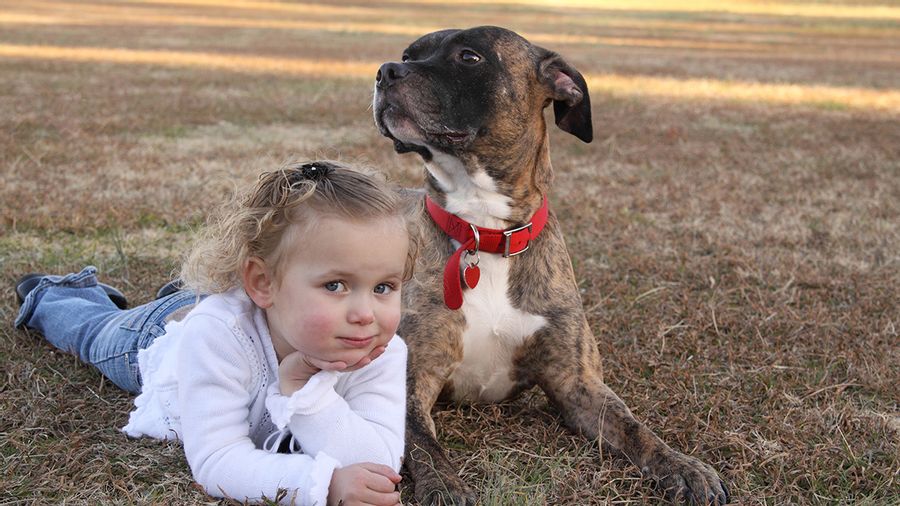 An online story claimed a toddler had been missing for 2 days until rescuers saw a pit bull wander into the yard and also mentioned a veterinarian.