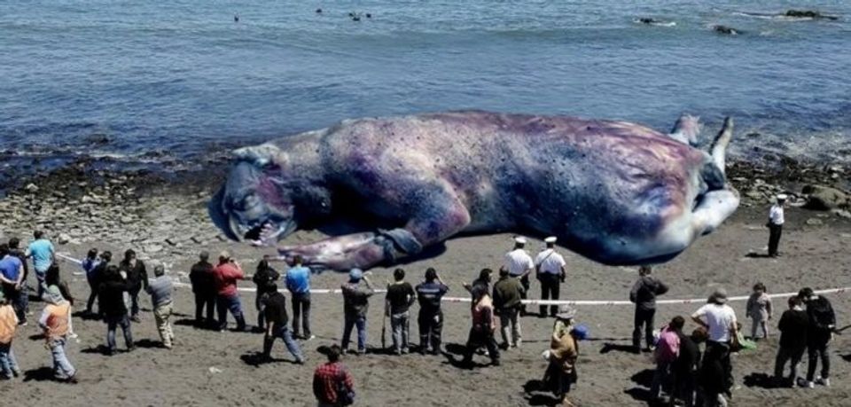 Mysterious '4-Metre Long Sea Creature' Washes Ashore | Snopes.com