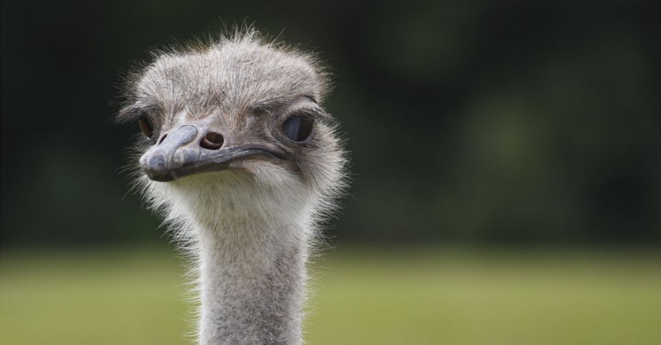 Did an Eagles Fan Steal an Ostrich from the Zoo During Super Bowl Chaos ...