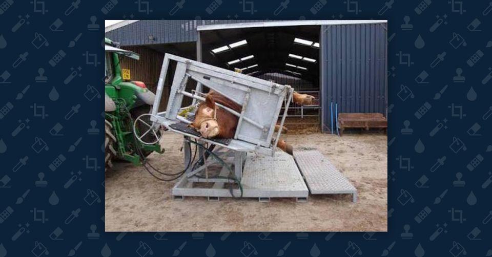 Is This An Image Of A Cow Crusher Device Designed To Crush Cows 3470
