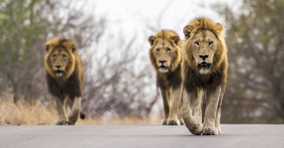 Did a Pride of Lions Kill and Eat a Suspected Poacher in South Africa ...