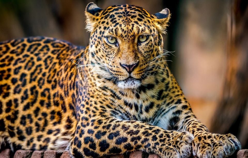 Does This Photograph Show 'Brittany L' After Killing a Leopard ...