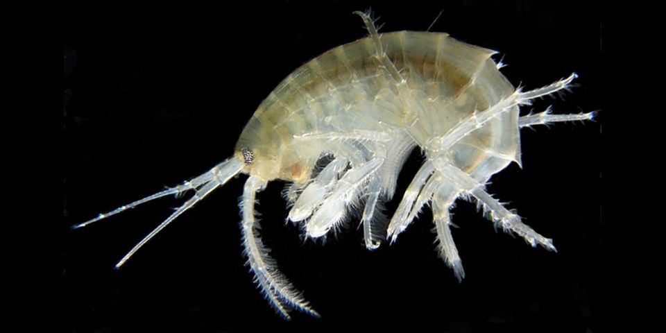 Did Scientists Detect Cocaine in Freshwater Shrimp? | Snopes.com