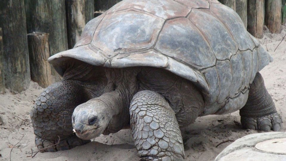 Speedy Tortoise Video is Digital Art | Snopes.com