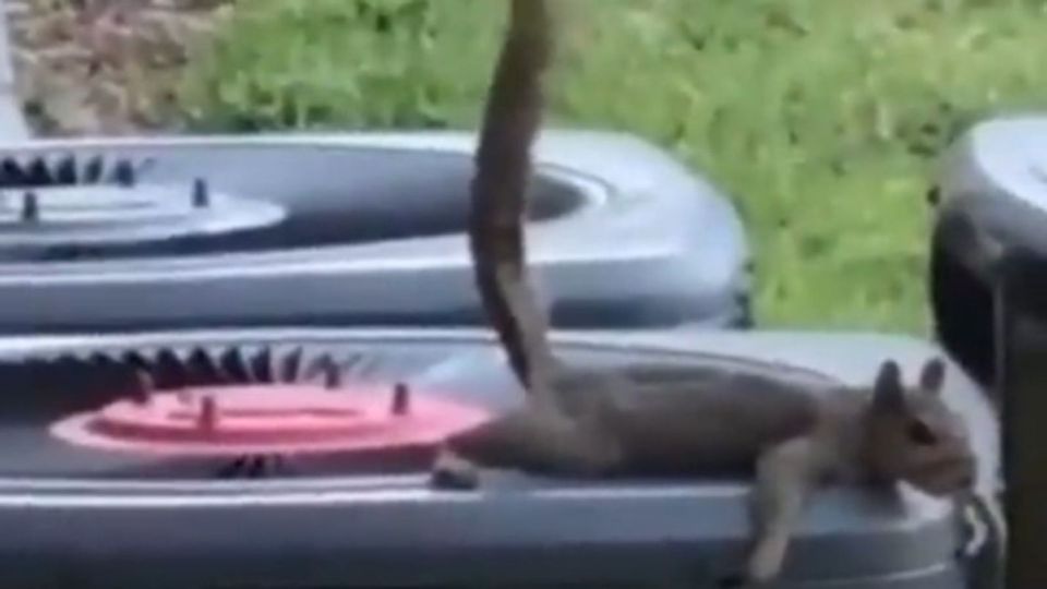 squirrel pooping squirrel pooping