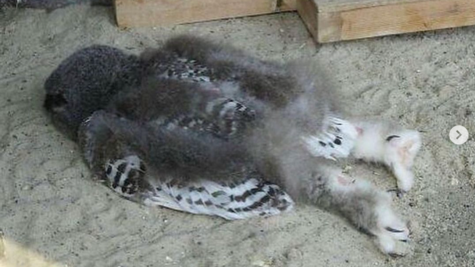 Baby Owls Sleep Face Down Because Their Heads Are Too Heavy Snopes